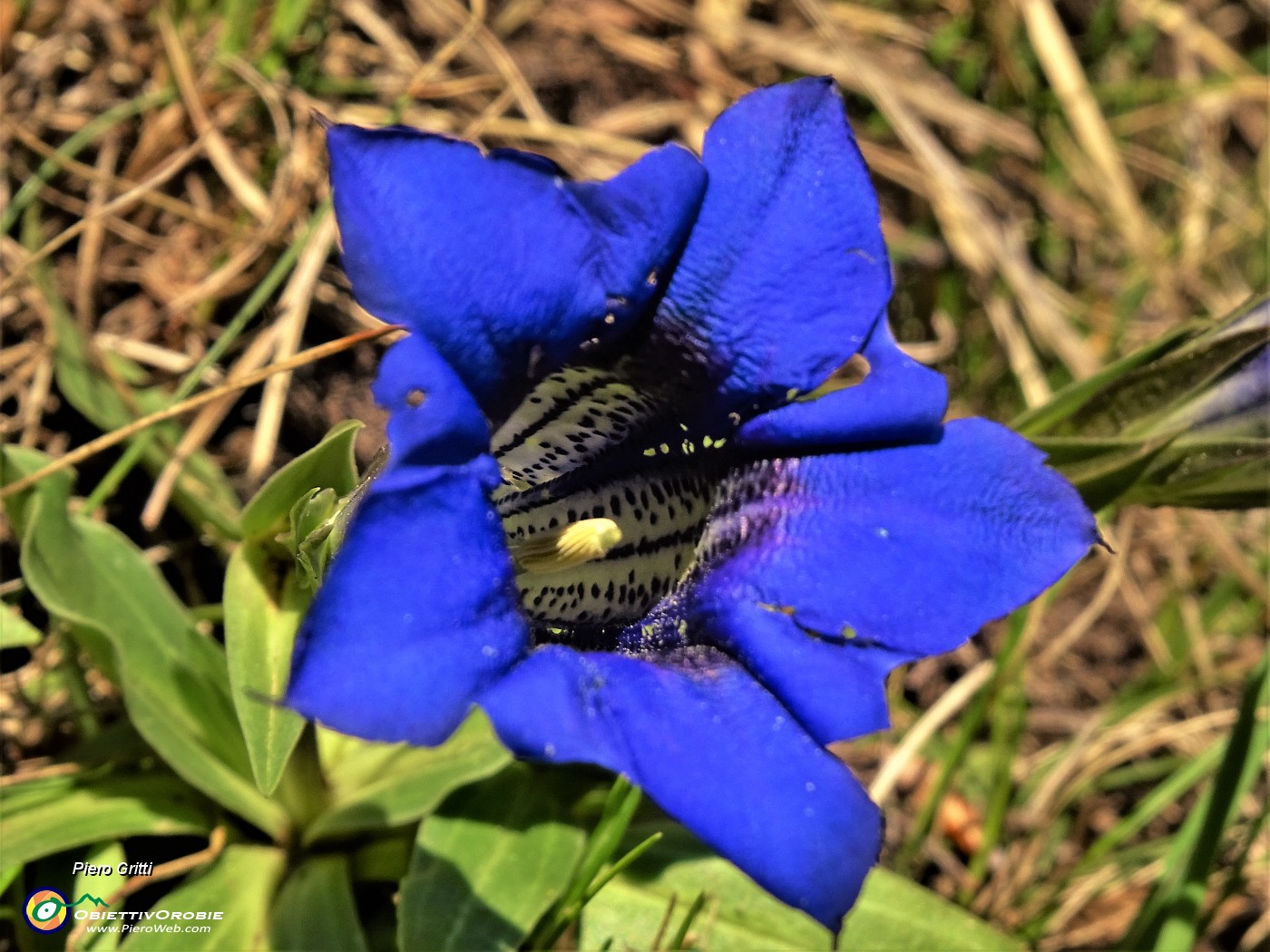 22 Gentiana clusii (Genziana di Clusius).JPG